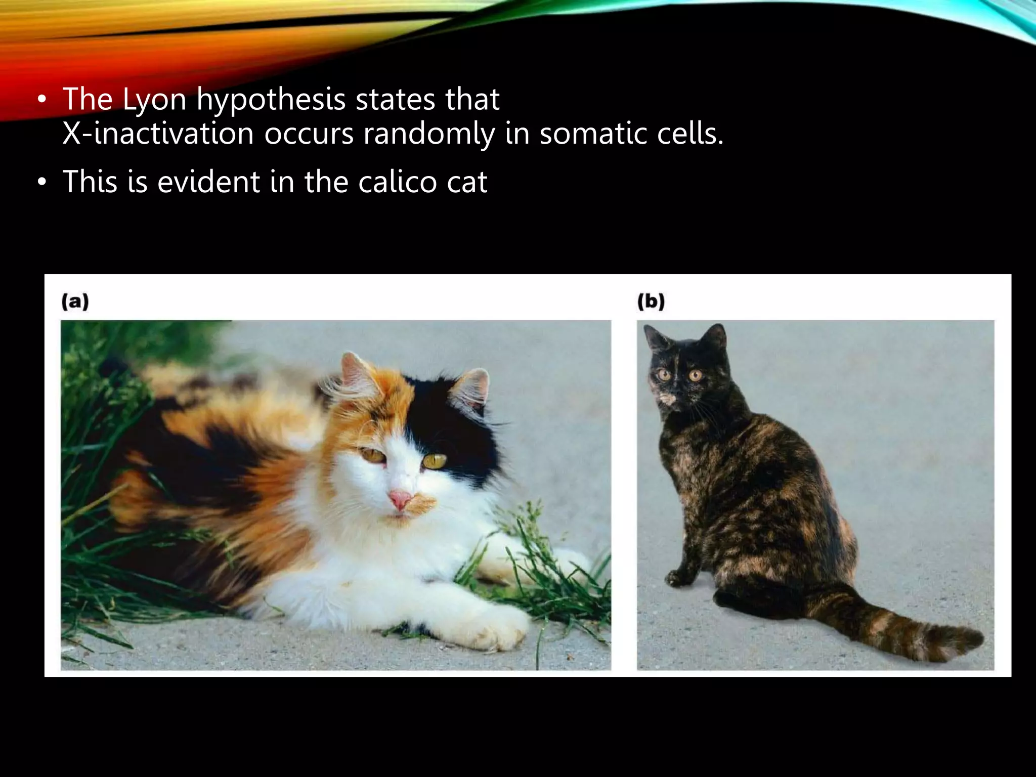 • The Lyon hypothesis states that
X-inactivation occurs randomly in somatic cells.
• This is evident in the calico cat
 