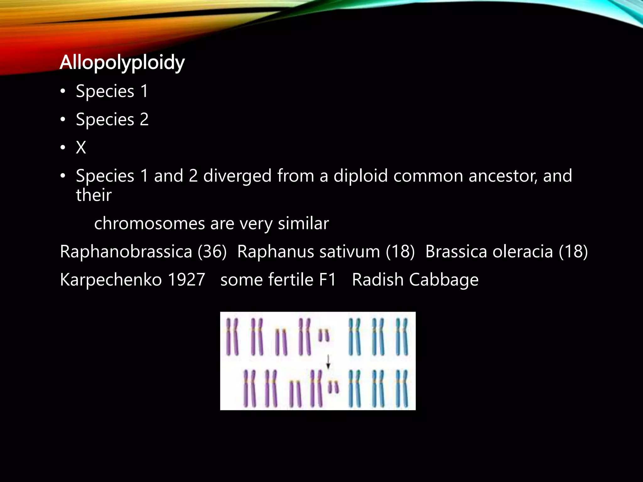 Allopolyploidy
• Species 1
• Species 2
• X
• Species 1 and 2 diverged from a diploid common ancestor, and
their
chromosomes are very similar
Raphanobrassica (36) Raphanus sativum (18) Brassica oleracia (18)
Karpechenko 1927 some fertile F1 Radish Cabbage
 