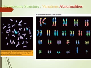 Chromosome Structure : Variations Abnormalities
 