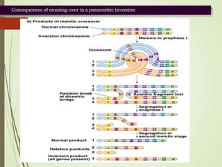 Paracentric Inversion Practice Questions Structural changes.ppt