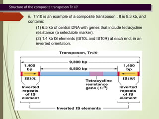 Structure of the composite transposon Tn10
ii. Tn10 is an example of a composite transposon . It is 9.3 kb, and
contains:
(1) 6.5 kb of central DNA with genes that include tetracycline
resistance (a selectable marker).
(2) 1.4 kb IS elements (IS10L and IS10R) at each end, in an
inverted orientation.
 