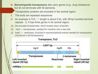 b. Noncomposite transposons also carry genes (e.g., drug resistance)
but do not terminate with IS elements.
i. Transposition proteins are encoded in the central region.
ii. The ends are repeated sequences
iii. An example is Tn3 : 1. length is about 5 kb, with 38-bp inverted terminal
repeats 2. It has three genes in its central region:
(a) bla encodes β-lactamase, which breaks down ampiciliin.
(b) tnpA --- transposase, needed for insertion into a new site.
(c) tnpB ---- resolvase, involved in recombinational events needed for transposition
(not found in all transposons).
 
