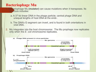 Bacteriophage Mu
1. Bacteriophage Mu (mutator) can cause mutations when it transposes. Its
structure includes:
a. A 37 kb linear DNA in the phage particle; central phage DNA and
unequal lengths of host DNA at the ends .
b. The DNA’s G segment can invert, and is found in both orientations in
viral DNA.
2. Mu integrates into the host chromosome: The Mu prophage now replicates
only when the E. coli chromosome replicates.
 