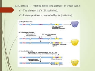 McClintock ---- “mobile controlling element” in wheat kernel
(1) The element is Ds (dissociation).
(2) Its transposition is controlled by Ac (activator) .
 