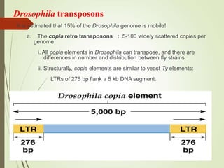 Drosophila transposons
It is estimated that 15% of the Drosophila genome is mobile!
a. The copia retro transposons : 5-100 widely scattered copies per
genome
i. All copia elements in Drosophila can transpose, and there are
differences in number and distribution between fly strains.
ii. Structurally, copia elements are similar to yeast Ty elements:
LTRs of 276 bp flank a 5 kb DNA segment.
 
