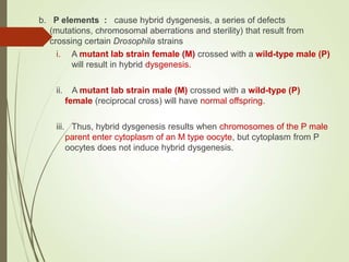 b. P elements : cause hybrid dysgenesis, a series of defects
(mutations, chromosomal aberrations and sterility) that result from
crossing certain Drosophila strains
i. A mutant lab strain female (M) crossed with a wild-type male (P)
will result in hybrid dysgenesis.
ii. A mutant lab strain male (M) crossed with a wild-type (P)
female (reciprocal cross) will have normal offspring.
iii. Thus, hybrid dysgenesis results when chromosomes of the P male
parent enter cytoplasm of an M type oocyte, but cytoplasm from P
oocytes does not induce hybrid dysgenesis.
 
