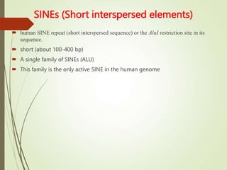 SINEs (Short interspersed elements)
 human SINE repeat (short interspersed sequence) or the AluI restriction site in its
sequence.
 short (about 100-400 bp)
 A single family of SINEs (ALU)
 This family is the only active SINE in the human genome
 