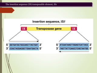 The insertion sequence (IS) transposable element, IS1
 