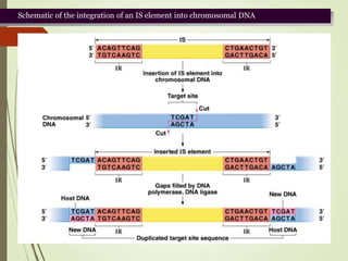Schematic of the integration of an IS element into chromosomal DNA
 