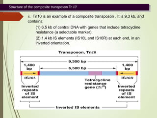 b. Noncomposite transposons also carry genes (e.g., drug resistance)
but do not terminate with IS elements.
i. Transpositi...