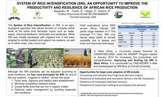 SYSTEM OF RICE INTENSIFICATION (SRI), AN OPPORTUNITY TO IMPROVE THE 
PRODUCTIVITY AND RESILIENCE OF AFRICAN RICE PRODUCTION 
Bagayoko, M1 ; Traoré, G1.; Styger, E2. Jenkins, D2. 
1 Institut d’Economie Rurale BP 258 BAMAKO 
2 Cornell University USA 
The System of Rice Intensification, or SRI, is an agro-ecological 
approach that allows farmers to increase yields 
while at the same time decrease inputs such as water, 
seeds, chemical fertilizers, herbicides and pesticides. While 
SRI was initially developed with irrigated rice, it has been 
adapted to rainfed lowland and upland rice systems, as well 
as to other crops. (http://sririce.org) 
Liberia SRI Nigeria Plot, Jigawa State, Nigeria 
Mali 
Although the SRI practices can be adjusted according to 
local conditions, the four core principles for SRI, for any of 
the rice systems - irrigated or rainfed - remain the same: 
1. Favor early, vigorous and healthy plant establishment 
2. Minimize competition between plants 
3. Create fertile soils that are rich in organic matter 
4. Optimize water management by avoiding anaerobic 
soil conditions 
Field evaluations since 2002 
across Africa indicate SRI 
yields range between 6-11 t/ha 
(average 7.5 t/ha). SRI crop 
stands adapt better to climate 
variability due to deeper and 
roots and improved phenotype. 
AVERAGE YIELDS: From country presentations, West Africa SRI Workshop, SONGHAÏ Center, Benin, 
February, 2014) 
COUNTRY YEAR YIELD 
CONVENTIONAL 
SYSTEM 
In West Africa, a 13-country project financed by 
CORAF/WECARD1 under the WAAPP2 Program started 
in January 2014 for increasing rice productivity and 
competitiveness: Improving and Scaling Up SRI in 
West Africa. It is coordinated by CNS-RIZ/IER in Mali 
and backstopped by SRI-Rice at Cornell University. 
Opportunities for large-scale adoption of SRI include: 
•Increasing commitment from high level decision makers 
•Existence of motivated and innovative farmers, the SRI champions 
•Existence of motivated extension services 
•Existence of researchers willing to accompany the dynamic 
1.CORAF/WECARD: West and Central Africa Council for Agricultural Research and Development 
2.WAAPP: West Africa Agricultural Productivity Program 
SRI SYSTEM 
MALI 2008-2012 4.5 7.4 
GUINEA 2013 8.5 10.6 
NIGERIA 2012 3.0 11.0 
SENEGAL 2013 5.5 8.0 
SIERRA LEONE 2013 1.8 6.7 
TOGO 
2012 2.7 5.6 
2013 2.8 6.6 
Liberia’s President Ellen Johnson Sirleaf 
during SRI Field Day and Launch Ceremony 
in Zubah Town, Monrovia, May 9, 2014 
Conventional SRI SRI field at harvest (9 t/ha) 
