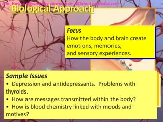 Biological Approach
22
Focus
How the body and brain create
emotions, memories,
and sensory experiences.
Sample Issues
• De...