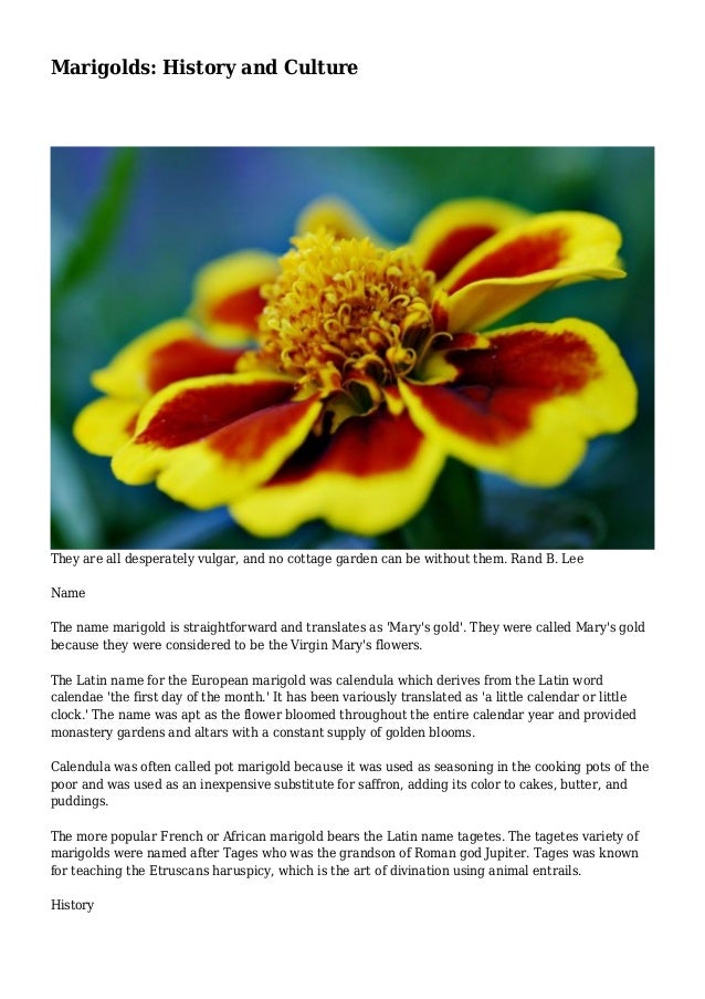 Marigolds: History and Culture