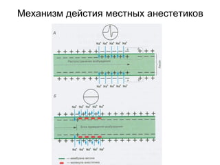 Механизм дейстия местных анестетиков 