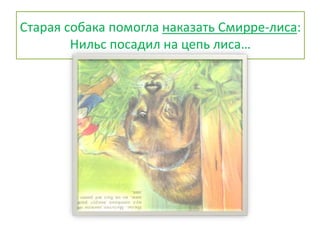 Старая собака помогла наказать Смирре-лиса:
Нильс посадил на цепь лиса…
 