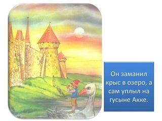 Он заманил
крыс в озеро, а
сам уплыл на
гусыне Акке.
 