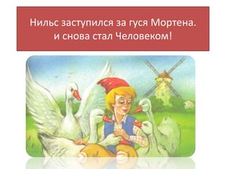 Нильс заступился за гуся Мортена.
и снова стал Человеком!
 