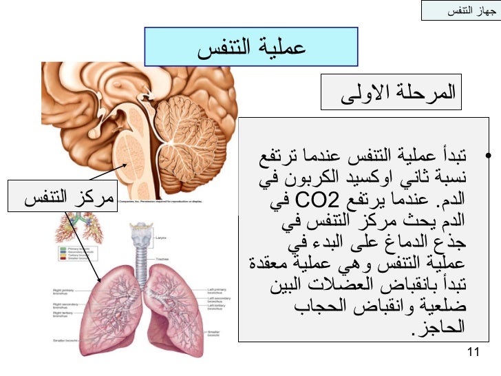 تنظيم عملية التنفس
