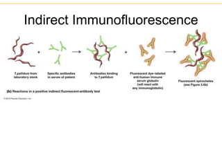 Indirect Immunofluorescence
 