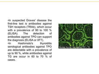 •In suspected Graves' disease the
first-line test is antibodies against
TSH receptors (TRAb), which occur
with a prevalence of 90 to 100 %
(ELISA). The detection of
antibodies against TPO can support
the diagnosis (ELISA or IIFT).
•In Hashimoto's thyroiditis
serological antibodies against TPO
are detectable with a prevalence of
up to 90 %, while antibodies against
TG are occur in 60 to 70 % of
cases.
 