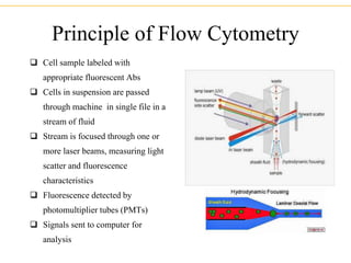 Principle of Flow Cytometry
 Cell sample labeled with
appropriate fluorescent Abs
 Cells in suspension are passed
through machine in single file in a
stream of fluid
 Stream is focused through one or
more laser beams, measuring light
scatter and fluorescence
characteristics
 Fluorescence detected by
photomultiplier tubes (PMTs)
 Signals sent to computer for
analysis
 