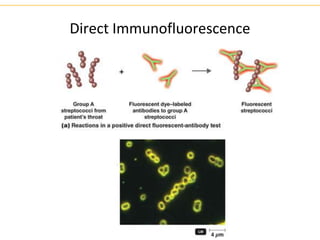 Direct Immunofluorescence
 