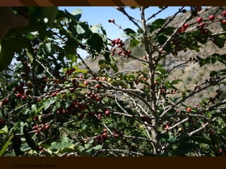 Cafeeiro com frutos 