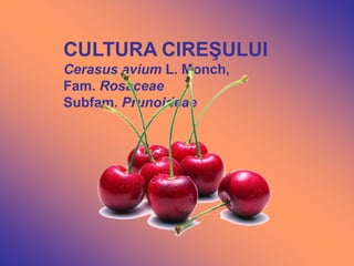 CULTURA CIREŞULUI
Cerasus avium L. Monch,
Fam. Rosaceae
Subfam. Prunoideae
 