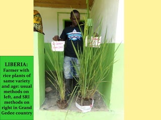 LIBERIA:
Farmer with
rice plants of
same variety
and age: usual
methods on
left, and SRI
methods on
right in Grand
Gedee country
 