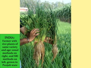 INDIA:
Farmer with
rice plants of
same variety
and age: usual
methods on
right, and SRI
methods on
left, grown in
Punjab state
 