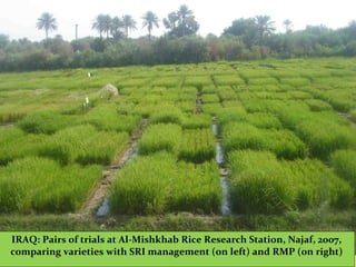 IRAQ: Pairs of trials at Al-Mishkhab Rice Research Station, Najaf, 2007,
comparing varieties with SRI management (on left) and RMP (on right)
 