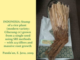 INDONESIA: Stump
of a rice plant
(modern variety:
Ciherang cv) grown
from a single seed
using SRI methods
-- with 223 tillers and
massive root growth
Panda’an, E. Java, 2009
 
