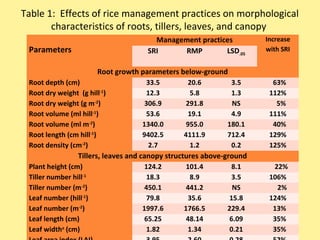 Table 1: Effects of rice management practices on morphological
characteristics of roots, tillers, leaves, and canopy
 
Parameters
Management practices Increase 
with SRISRI RMP LSD.05
Root growth parameters below-ground
Root depth (cm) 33.5 20.6 3.5   63%
Root dry weight  (g hill-1
) 12.3 5.8 1.3 112%
Root dry weight (g m-2
) 306.9 291.8 NS     5%
Root volume (ml hill-1
) 53.6 19.1 4.9 111%
Root volume (ml m-2
) 1340.0 955.0 180.1   40%
Root length (cm hill-1
) 9402.5 4111.9 712.4 129%
Root density (cm-2
) 2.7 1.2 0.2 125%
Tillers, leaves and canopy structures above-ground
Plant height (cm) 124.2 101.4 8.1     22%
Tiller number hill-1
18.3 8.9 3.5 106%
Tiller number (m-2
) 450.1 441.2 NS      2%
Leaf number (hill-1
) 79.8 35.6 15.8 124%
Leaf number (m-2
) 1997.6 1766.5 229.4   13%
Leaf length (cm) 65.25 48.14 6.09   35%
Leaf widtha
 (cm) 1.82 1.34 0.21   35%
 