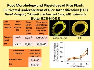 Root Morphology and Physiology of Rice Plants
Cultivated under System of Rice Intensification (SRI)
Nurul Hidayati, Triadiati and Iswandi Anas, IPB, Indonesia
(Poster IRC2014-0616)
Culti-
vation
method
Root
aeren-
chyma
(%)
Stem
aeren-
chyma
area
(µm2
)
Total stem
aerenchyma
area (µm2
/
circumfer-
ence)
Conven-
tional
70.9b
53,597b
1,491,835b
SRI 45.1a
30,939a
83,5966a
Cultivation
method
Number of
root hairs
per mm2
Conventional 510.41b
SRI 816.50a
Conventional SRI
 