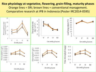 Rice physiology at vegetative, flowering, grain-filling, maturity phases
Orange lines = SRI; brown lines = conventional management.
Comparative research at IPB in Indonesia (Poster IRC2014-0595)
 