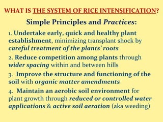WHAT IS THE SYSTEM OF RICE INTENSIFICATION?
Simple Principles and Practices:
1. Undertake early, quick and healthy plant
establishment, minimizing transplant shock by
careful treatment of the plants’ roots
2. Reduce competition among plants through
wider spacing within and between hills
3. Improve the structure and functioning of the
soil with organic matter amendments
4. Maintain an aerobic soil environment for
plant growth through reduced or controlled water
applications & active soil aeration (aka weeding)
 