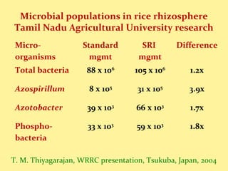 Microbial populations in rice rhizosphere
Tamil Nadu Agricultural University research
Micro-
organisms
Standard
mgmt
SRI
mgmt
Difference
Total bacteria 88 x 106
105 x 106
1.2x
Azospirillum 8 x 105
31 x 105
3.9x
Azotobacter 39 x 103
66 x 103
1.7x
Phospho-
bacteria
33 x 103
59 x 103
1.8x
T. M. Thiyagarajan, WRRC presentation, Tsukuba, Japan, 2004
 