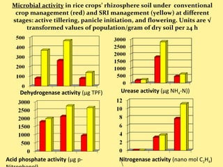 Dehydrogenase activity (μg TPF) Urease activity (μg NH4-N))
Microbial activity in rice crops’ rhizosphere soil under conventional
crop management (red) and SRI management (yellow) at different
stages: active tillering, panicle initiation, and flowering. Units are √
transformed values of population/gram of dry soil per 24 h
Acid phosphate activity (μg p-

Nitrogenase activity (nano mol C2H4)
 