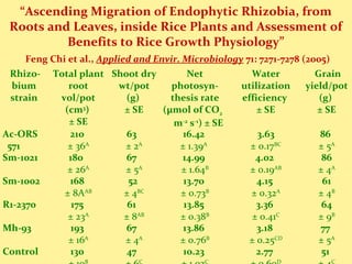 “Ascending Migration of Endophytic Rhizobia, from
Roots and Leaves, inside Rice Plants and Assessment of
Benefits to Rice Growth Physiology”
Feng Chi et al., Applied and Envir. Microbiology 71: 7271-7278 (2005)
Rhizo-
bium
strain
Total plant
root
vol/pot
(cm3
)
± SE
Shoot dry
wt/pot
(g)
± SE
Net
photosyn-
thesis rate
(µmol of CO2
m-2
s-1
) ± SE
Water
utilization
efficiency
± SE
Grain
yield/pot
(g)
± SE
Ac-ORS
571
210
± 36A
63
± 2A
16.42
± 1.39A
3.63
± 0.17BC
86
± 5A
Sm-1021 180
± 26A
67
± 5A
14.99
± 1.64B
4.02
± 0.19AB
86
± 4A
Sm-1002 168
± 8AAB
52
± 4BC
13.70
± 0.73B
4.15
± 0.32A
61
± 4B
R1-2370 175
± 23A
61
± 8AB
13.85
± 0.38B
3.36
± 0.41C
64
± 9B
Mh-93 193
± 16A
67
± 4A
13.86
± 0.76B
3.18
± 0.25CD
77
± 5A
Control 130
B
47
C
10.23
C
2.77
D
51
C
 