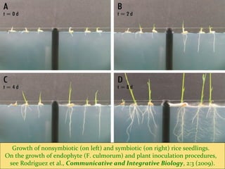 Growth of nonsymbiotic (on left) and symbiotic (on right) rice seedlings.
On the growth of endophyte (F. culmorum) and plant inoculation procedures,
see Rodriguez et al., Communicative and Integrative Biology, 2:3 (2009).
 
