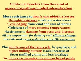 Additional benefits from this kind of
agroecologically-grounded intensification:
More resistance to biotic and abiotic stresses:
•Drought-resistance – tolerate water stress
•Less lodging from wind and rain of storms
•Tolerance of more extreme temperatures
•Resistance to damage from pests and diseases
All are important for dealing with climate change;
also SRI makes net reductions in GHG emissions
Plus shortening of the crop cycle, by 5-15 days, and
higher milling outturn (>10%) because of
fewer unfilled grains and less breakage
So: more rice per unit time and per bag of paddy
 