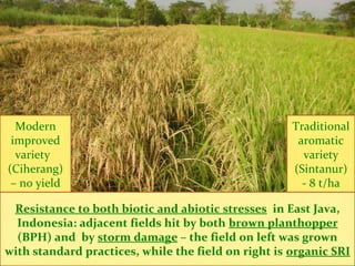 Resistance to both biotic and abiotic stresses in East Java,
Indonesia: adjacent fields hit by both brown planthopper
(BPH) and by storm damage – the field on left was grown
with standard practices, while the field on right is organic SRI
Modern
improved
variety
(Ciherang)
– no yield
Traditional
aromatic
variety
(Sintanur)
- 8 t/ha
 