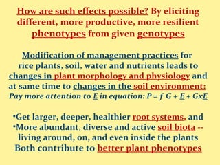 How are such effects possible? By eliciting
different, more productive, more resilient
phenotypes from given genotypes
Modification of management practices for
rice plants, soil, water and nutrients leads to
changes in plant morphology and physiology and
at same time to changes in the soil environment:
Pay more attention to E in equation: P = ƒ G + E + GxE
•Get larger, deeper, healthier root systems, and
•More abundant, diverse and active soil biota --
living around, on, and even inside the plants
Both contribute to better plant phenotypes
 