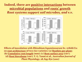 Effects of inoculation with Rhizobium leguminosarum bv. trifolii E11
on root architecture of two rice varieties: (a) Rootlets per plant;
(b) Cumulative root length (mm); (c) Root surface area (cm2
);
(d) Root biovolume (cm3
). Y. G. Yanni et al., Australian Journal of
Plant Physiology, 28, 845–870 (2001)
Indeed, there are positive interactions between
microbial populations and roots’ growth
Root systems support soil microbes, and v.v.
 