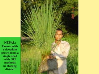 NEPAL:
Farmer with
a rice plant
grown from a
single seed
with SRI
methods
in Morang
district
 