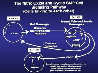 Biological Effects and Cell Signaling Role of Nitric Oxide by Nobel ...