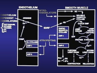 Biological Effects and Cell Signaling Role of Nitric Oxide by Nobel ...