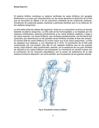 Masaje Deportivo
23
El sistema linfático constituye un sistema ramificado de vasos linfáticos con ganglios
distribuidos a su paso que conjuntamente con las venas garantiza la absorción de la linfa
que se encuentra en tejidos y de las soluciones coloideas de las sustancias proteicas,
emulsiones de sustancias grasas, bacterias y partículas extrañas que no se observan en
los capilares sanguíneos
La linfa baña todas las células del organismo. Esta por su composición química se semeja
bastante al plasma sanguíneo. La linfa sale de los hemocapilares y se desplaza por los
espacios intratisulares, pasando primeramente a los vasos linfáticos capilares y luego a
los vasos mayores. Los vasos linfáticos, que confluyen paulatinamente, van formando dos
conductos que desembocan en las grandes venas linfáticas situadas al lado del corazón.
El número total de vasos linfáticos es mucho mayor que el de vasos sanguíneos. La linfa
se desplaza muy despacio, a una velocidad de 4 mm/s. El movimiento de la linfa está
condicionado por una presión más alta en los capilares linfáticos que en las grandes
venas y flujo torácico; está condicionado, además, por la existencia de una gran cantidad
de válvulas en los vasos linfáticos que entorpecen su movimiento en sentido inverso; por
la contracción de los músculos esqueléticos; por la acción de adherencia de la caja
torácica durante la aspiración, así como también, por la pulsación de las grandes arterias.
Fig. 6. Circulación venosa y linfática.
 