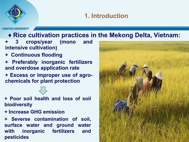 1449 - Azolla Rice Duck Fish Farming Systems with SRI Methods in the ...