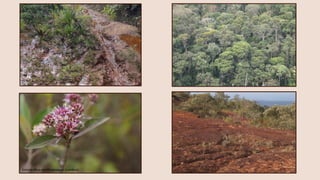 Eremanthus erythropappus (candeia)
 